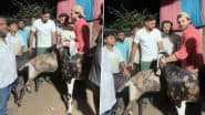 Bakrid 2025: बकरा ईद पर टीम इंडिया के क्रिकेटर आवेश खान ने खरीदे 3 बकरा, वायरल हुआ वीडियो
