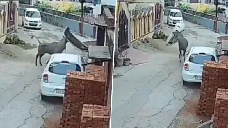 Nilgai Attacked in Bijnor: नीलगाय ने बिजनौर जिले में मचाया उत्पात, एक किसान को मौत के घाट उतारा, कई गाड़ियों का किया नुकसान, वीडियो आया सामने (Watch Video)