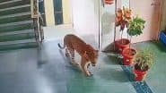 Leopard Entered Amravati’s SRPF Office: अमरावती के एसआरपीएफ ऑफिस में घुसा तेंदुआ, बिल्डिंग में घूमता हुआ आया नजर;VIDEO