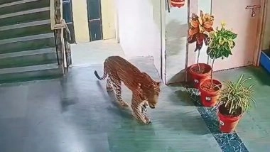 Leopard Entered Amravati&rsquo;s SRPF Office: अमरावती के एसआरपीएफ ऑफिस में घुसा तेंदुआ, बिल्डिंग में घूमता हुआ आया नजर;VIDEO