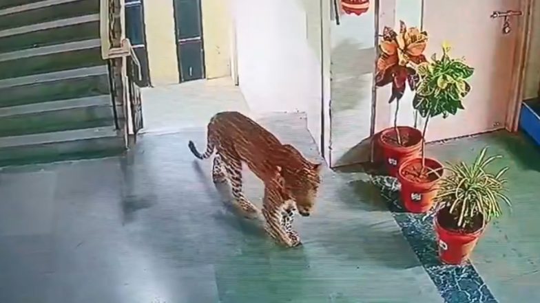 Leopard Entered Amravati’s SRPF Office: अमरावती के एसआरपीएफ ऑफिस में घुसा तेंदुआ, बिल्डिंग में घूमता हुआ आया नजर;VIDEO