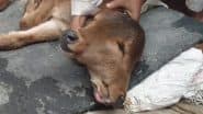 Rare! Calf Born: यूपी के बागपत में 2 सिर और 3 आंखों वाले दुर्लभ बछड़े का हुआ जन्म, चमत्कार समझ करने लगे पूजा (देखें वीडियो)