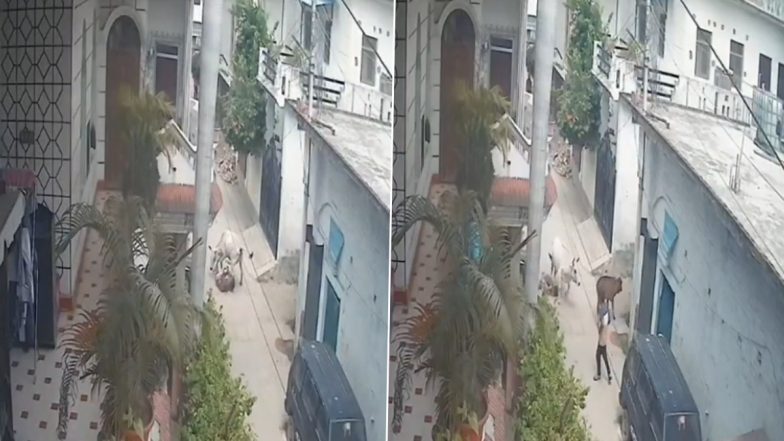 Unnao Bull Attack: यूपी के उन्नाव में आवारा सांड का आतंक, चाचा-भतीजे पर जानलेवा हमला, एक की मौत, दूसरा गंभीर रूप से घायल; VIDEO वायरल