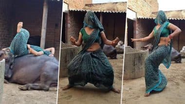 भैंस के ऊपर लेटकर आराम फरमा रही थी देसी भाभी, फिर अचानक उठकर करने लगी डांस, Viral Video देख नहीं रुकेगी आपकी हंसी