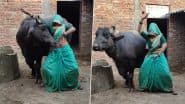 घूंघट में महिला ने किया भैंस के साथ ऐसा डांस, Viral Video देख भड़क उठा लोगों का गुस्सा, जमकर सुनाई खरी-खोटी
