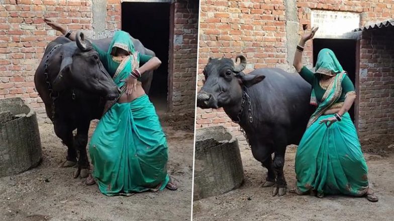 घूंघट में महिला ने किया भैंस के साथ ऐसा डांस, Viral Video देख भड़क उठा लोगों का गुस्सा, जमकर सुनाई खरी-खोटी