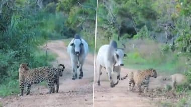 Viral Video: जब एक सांड का हुआ दो खूंखार जैगुआर से सामना, इसके बाद जो हुआ… देखकर हो जाएंगे हैरान