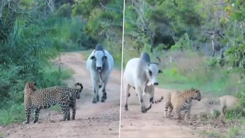 Viral Video: जब एक सांड का हुआ दो खूंखार जैगुआर से सामना, इसके बाद जो हुआ… देखकर हो जाएंगे हैरान