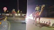 Viral Video: हैदराबाद हाईवे पर ऊंट की सवारी करता दिखा नशे में धुत व्यक्ति, हैरान करने वाला वीडियो हुआ वायरल