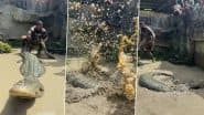 Viral Video: खूंखार मगरमच्छ की पूंछ खींचकर खतरों का खिलाड़ी बन रहा था शख्स, फिर जो हुआ... देखकर उड़ जाएंगे होश