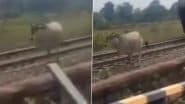 Viral Video: ट्रेन के आगे पटरी पर दौड़ती दिखी गाय, लोको पायलट ने ब्रेक लगाकर बचाई बेजुबान की जान, सोशल मीडिया पर वायरल हुआ वीडियो