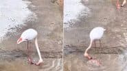 Viral Video: राजस्थानी गाना बजते ही घूमर करने लगा बगुला, उसके मदमस्त अंदाज को देख आप भी हो जाएंगे मदहोश