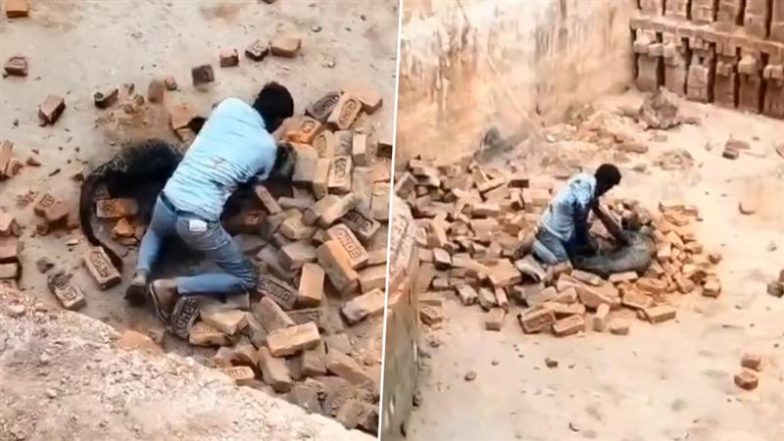 Viral Video: यूपी के लखीमपुर खीरी में खूंखार तेंदुए से भिड़ गया शख्स, मौत से खेलकर बचाई अपनी जान; अखिलेश यादव ने वीडियो शेयर कर BJP को घेरा