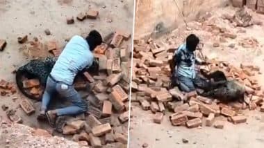 Leopard Attack Video: यूपी के लखीमपुर खीरी में ईंट भट्ठे पर काम कर रहे मजदूरों पर तेंदुए का हमला, जान पर खेलकर शख्स ने बचाई अपनी जान