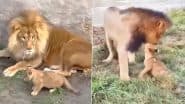 Viral Video: पीछे से आकर नन्हे शेर ने पिता को बुरी तरह से डराया, कुछ ऐसा था जंगल के राजा का रिएक्शन