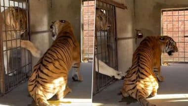 Viral Video: पिंजरे के भीतर बाघ और शेरनी की हुई जबरदस्त भिड़ंत, दोनों की दहाड़ से थर्रा उठा पूरा इलाका