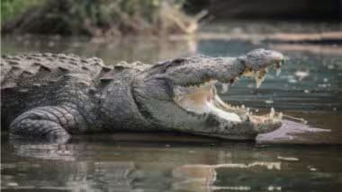 Barabanki Crocodile Attack: घड़ियाल को रेस्क्यू करने गए मछुआरे पर जानलेवा हमला, वन विभाग ने बिना सुरक्षा के नहर में भेजा, बाराबंकी जिले का वीडियो आया सामने (Watch Video) Barabanki Crocodile Attack: घड़ियाल को रेस्क्यू करने गए मछुआरे पर जानलेवा हमला, वन विभाग ने बिना सुरक्षा के नहर में भेजा, बाराबंकी जिले का वीडियो आया सामने (Watch Video)