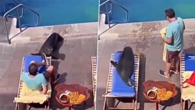 Viral Video: स्विमिंग पुल में तैरने के बाद आराम करने के लिए सन बाथिंग चेयर के पास पहुंचा सी लायन और फिर...