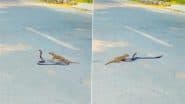 Viral Video: नेवले पर हावी होने की कोशिश कर रहा था सांप, शिकारी ने एक पल में निकाल दी सारी हेकड़ी