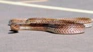 Man Found With Snakes: मुंबई एयरपोर्ट की कार्रवाई, चॉकलेट बॉक्स में छिपाकर लाए जा रहे सांपों के साथ युवक गिरफ्तार