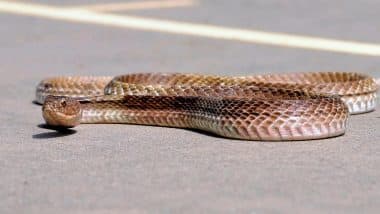 Man Found With Snakes: मुंबई एयरपोर्ट की कार्रवाई, चॉकलेट बॉक्स में छिपाकर लाए जा रहे सांपों के साथ युवक गिरफ्तार