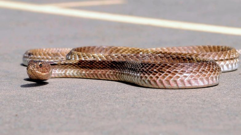 Man Found With Snakes: मुंबई एयरपोर्ट की कार्रवाई, चॉकलेट बॉक्स में छिपाकर लाए जा रहे सांपों के साथ युवक गिरफ्तार