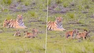 उछल-कूद कर मस्ती करते दिखे तीन नन्हे शावक, पास में बैठकर प्यार से बच्चों को निहारती रही मां बाघिन (Watch Viral Video)