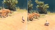 Viral Video: बाघों के सामने पंख फैलाकर शक्ति प्रदर्शन करना परिंदे को पड़ा भारी, शिकारियों ने पल भर में कर दिया काम तमाम