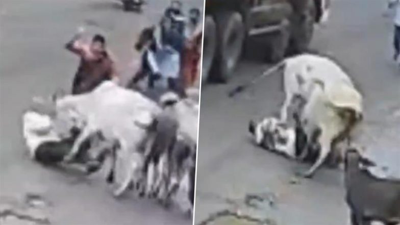 VIDEO: नासिक के कलवान में आवारा मवेशियों ने 85 वर्षीय बुजुर्ग को कुचलकर मार डाला, दिल दहला देने वाला वीडियो हुआ वायरल