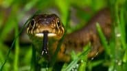 Largest Snakes In The World 2025: दुनिया का सबसे विशाल सांप कहां पाया जाता है? जानें 10 खतरनाक सांपों के बारे में चौंकाने वाले फैक्ट!