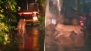 Thane Shocker: सावधान! जंगल से निकलकर शहर में घूम रहा तेंदुआ, घर के पास कुत्ते को बनाया शिकार (Watch Video)