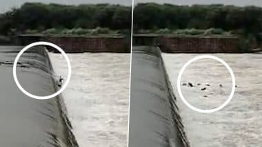 Dholpur: राजस्थान में बारिश का कहर! धौलपुर की नदी में बह गई दर्जन भर से ज्यादा भैसें, कुछ को किया गया रेस्क्यू, कई अभी भी लापता; VIDEO