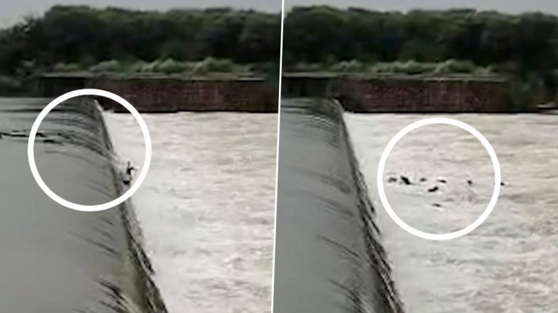 Dholpur: राजस्थान में बारिश का कहर! धौलपुर की नदी में बह गई दर्जन भर से ज्यादा भैसें, कुछ को किया गया रेस्क्यू, कई अभी भी लापता; VIDEO