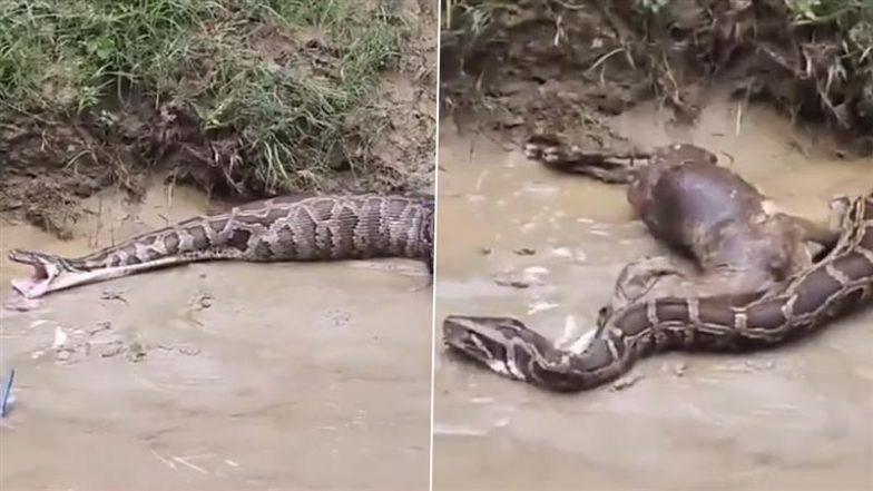 Python Swallows Goat: यूपी के बलरामपुर में 20 फुट के अजगर ने बकरी को निगलने के बाद उगल दिया, दिल दहला देने वाला वीडियो वायरल