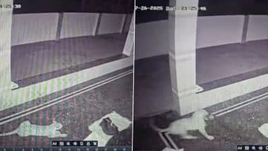 Leopard Attack VIDEO: कर्नाटक के मांड्या में तेंदुआ घर की दीवार फांदकर सो रहे पालतू कुत्ते को उठा ले गया, CCTV वीडियो वायरल Leopard Attack VIDEO: कर्नाटक के मांड्या में तेंदुआ घर की दीवार फांदकर सो रहे पालतू कुत्ते को उठा ले गया, CCTV वीडियो वायरल