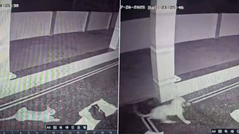 Leopard Attack VIDEO: कर्नाटक के मांड्या में तेंदुआ घर की दीवार फांदकर सो रहे पालतू कुत्ते को उठा ले गया, CCTV वीडियो वायरल