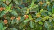 Benefits of 'Indian Winter Cherry: इम्यून सिस्टम को बूस्ट तो तनाव को छूमंतर करता है ये कमाल का ‘इंडियन विंटर चेरी’