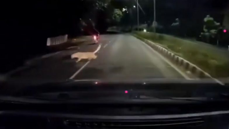 Leopard Attacks Bike Rider: चलती बाइक पर तेंदुए ने किया हमला, शख्स की बाल बाल बची जान, तिरुपति के जू पार्क रोड की घटना का VIDEO आया सामने