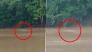 VIDEO: नदी में नहाने गई महिला पर मगरमच्छ ने किया हमला, जबड़े में फंसाकर ली जान, मध्य प्रदेश के दमोह जिले का वीडियो आया सामने