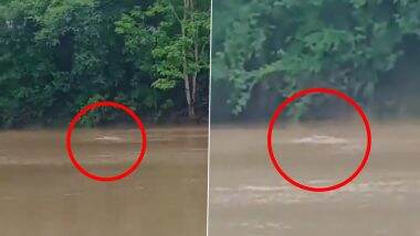 VIDEO: नदी में नहाने गई महिला पर मगरमच्छ ने किया हमला, जबड़े में फंसाकर ली जान, मध्य प्रदेश के दमोह जिले का वीडियो आया सामने