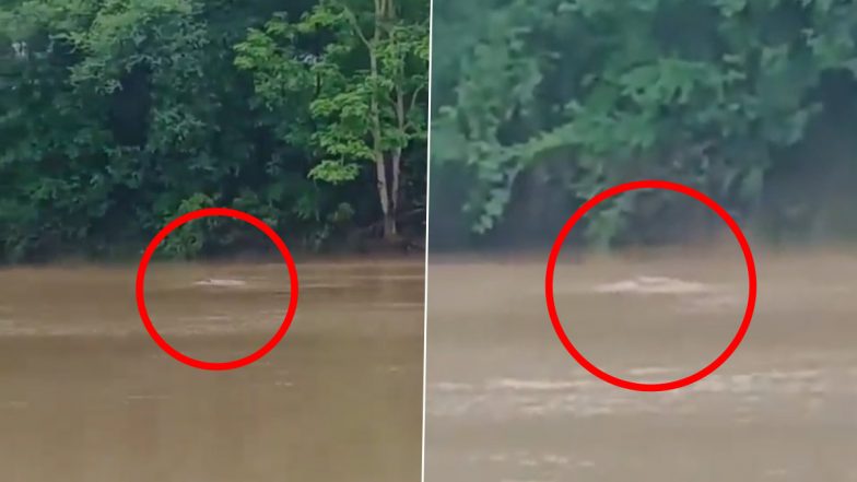 VIDEO: नदी में नहाने गई महिला पर मगरमच्छ ने किया हमला, जबड़े में फंसाकर ली जान, मध्य प्रदेश के दमोह जिले का वीडियो आया सामने