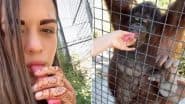 Viral Video: रूसी बॉक्सर Anastasia Luchkina ने लुप्तप्राय ओरांगुटान को दिया इलेक्ट्रिक सिगरेट, नेटीजेंस ने की आलोचना