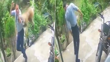 Monkey Attack in Singrauli: मध्य प्रदेश में बंदरों का आतंक! सिंगरौली जिले में किया हमला, कर्मचारी की रीढ़ की हड्डी में लगी चोट, VIDEO आया सामने