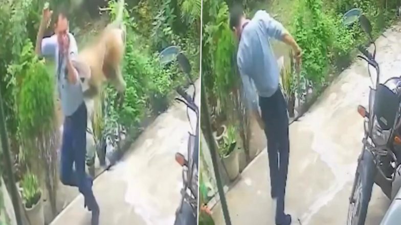 Monkey Attack in Singrauli: मध्य प्रदेश में बंदरों का आतंक! सिंगरौली जिले में किया हमला, कर्मचारी की रीढ़ की हड्डी में लगी चोट, VIDEO आया सामने