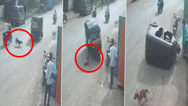 Palghar Road Accident: कुत्ते को बचाने के लिए ड्राइवर ने मोड़ा ऑटो रिक्शा, ब्रेक लगाते ही सड़क पर हुआ पलटी, 3 लोग हुए घायल;VIDEO
