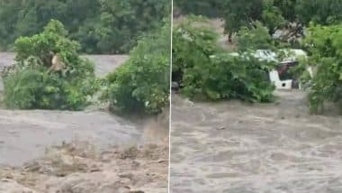 Rajasthan: पानी के तेज बहाव में स्कूल वैन फंसी, पेड़ पर चढ़े छात्र, पुलिस और NDRF की टीम ने किया रेस्क्यू, राजस्थान के राजसमंद का VIDEO आया सामने