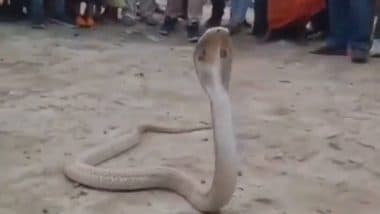 VIDEO: सांपों को पकड़कर लोगों की जान बचानेवाले वैशाली के सर्पमित्र जेपी यादव की मौत, रेस्क्यू करने के दौरान सांप ने डंसा, घटना का वीडियो आया सामने