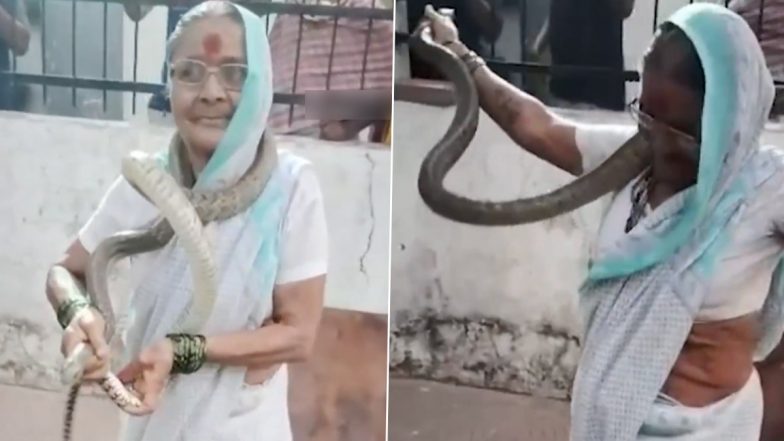 Snake Rescue: कमाल है! 70 साल की बुजुर्ग महिला ने सांप को हाथों से पकड़ा, गले में लपेटा, हिम्मत देखकर लोग हुए हैरान, पुणे जिले के मुलशी तहसील का VIDEO आया सामने
