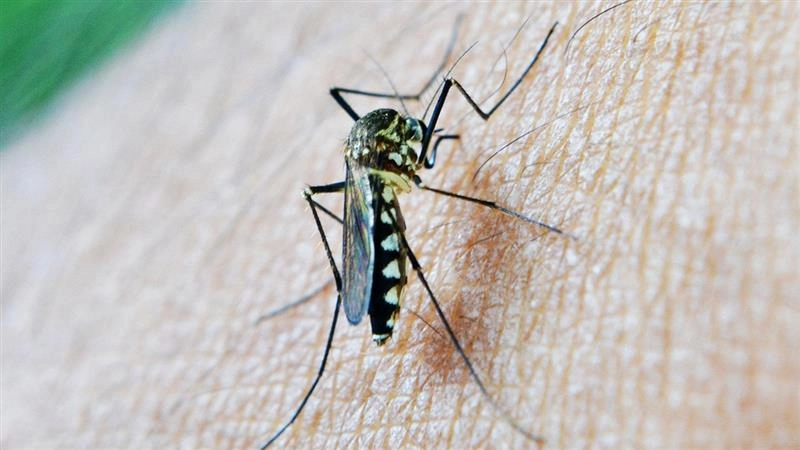 पाकिस्तान का केपी डेंगू से त्रस्त: पीड़ितों की संख्या पहुंची साढ़े तीन हजार के पार, अदालत में याचिका दायर