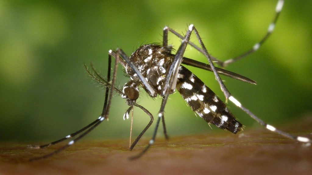 Pakistan Dengue: केपी में डेंगू का प्रकोप बढ़ा, एक शख्स की मौत, मामले 3 हजार के पार